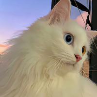 正直豆花aMd头像