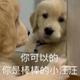 宠溺T头像
