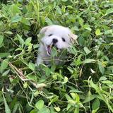 困倦小山坡头像