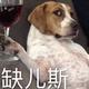 可乐多加盐头像