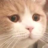 死过八次的猫头像