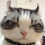 ぐ哈涵嘻头像