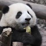 Duibaff头像