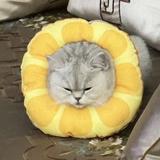 zZhuoW头像