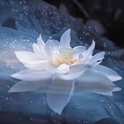 胡芦娃的个人资料头像