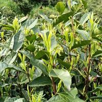 霄四茶叶妹子头像