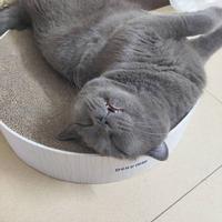 北方知寒838头像