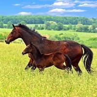 扑火飞蛾229头像