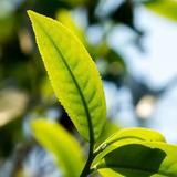大王茶头像