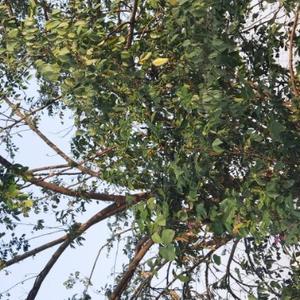 自由的溪流mY3头像