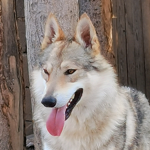 山东馨悦犬舍—专业捷克狼犬舍头像