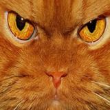 爱喝汽水的扠菲猫头像