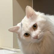 willwychen的个人资料头像