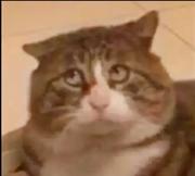 rurudo_的个人资料头像