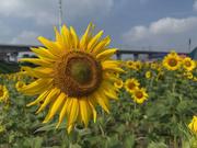 安汉生的个人资料头像