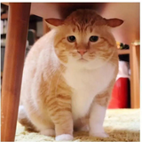 蟠桃树下一只猴67头像