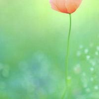 怀揣梦想的叶子3062头像