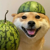 随遇推文头像