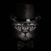 三环叶的个人资料头像