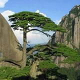 正导机电陆依湣头像