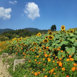 白骆驼头像