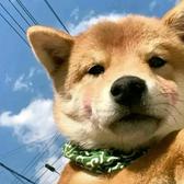 狗弟剪辑头像