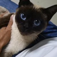 聪明库尔勒6n6头像