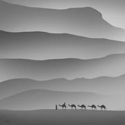 太平犬的个人资料头像