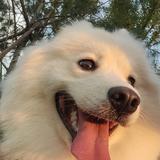 梦想实现者头像