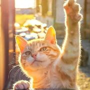 杜小帅711的个人资料头像