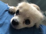 StudyApple的个人资料头像