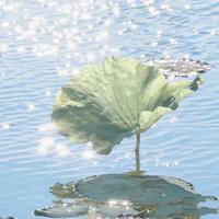 是张张呀ZZ头像