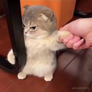 Summer丶秋天一阵风的个人资料头像