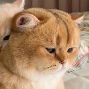 cynicism的个人资料头像