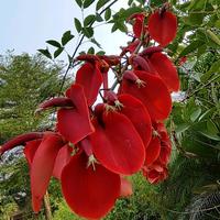 风扬起的思念头像