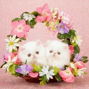 冰海的个人资料头像