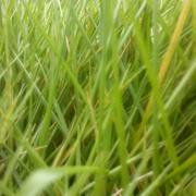 coney的个人资料头像