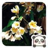 ivanyuki头像