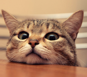 BrainTang的个人资料头像