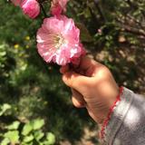 三个苹果的故事头像