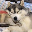 端端搬运工的个人资料头像