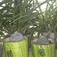 修心养性921头像