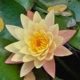 热爱驾驶handing头像