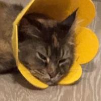 贝贝拿小狗头像