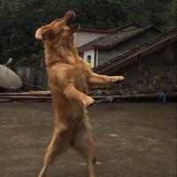 好奇大安8i6头像