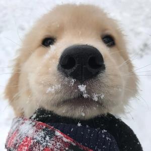 悠闲石榴1b1头像