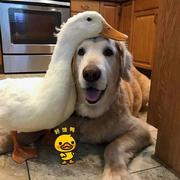 星空物语256的个人资料头像