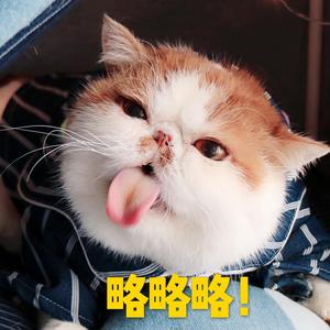 🐱必胜🐱头像