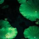 总驾到盛花头像