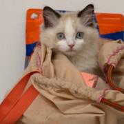 Yyass的个人资料头像